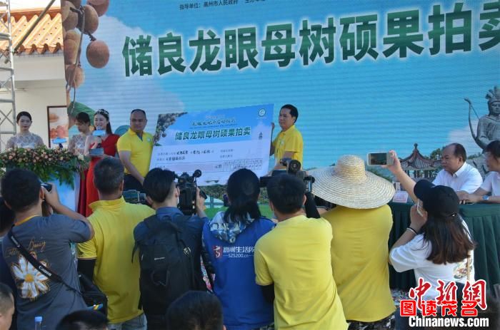 储良龙眼母树鲜果拍卖现场 梁盛 摄