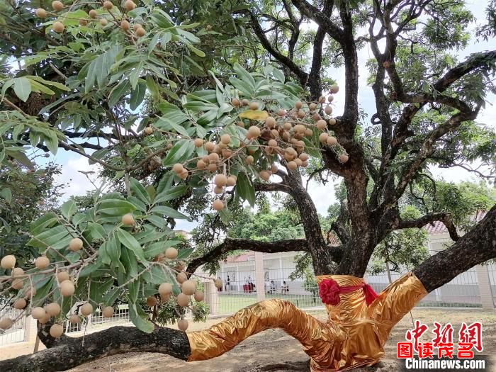 硕果累累的储良龙眼母树 梁盛 摄